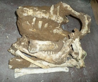 Descubren restos de un Hemiauchenia
