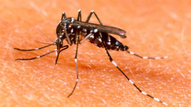 Dengue: Confirman más de 30 casos en la Provincia, seis autóctonos