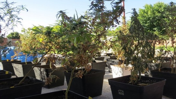 Mar del Plata: Secuestran más de cien plantas y un kilo de cogollos de marihuana