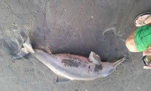delfinbebe
