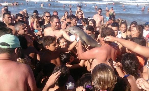 Santa Teresita: sacan del mar a un delfín bebé y lo matan