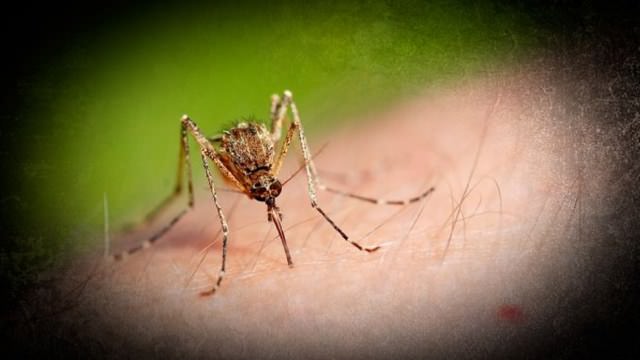 Confirman dos casos de dengue en Mar del Plata
