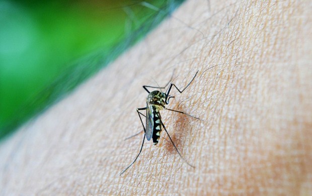 Se detectó un tercer caso de dengue en Mar del Plata