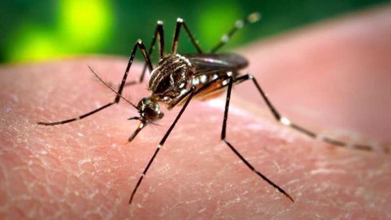 Provincia y municipio de Pergamino implementan acciones de vigilancia y control tras confirmar caso importado de zika