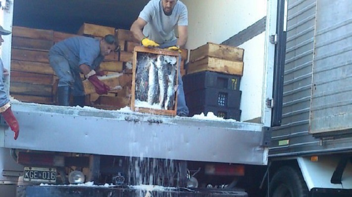 Decomisan más de 7 mil kilos de pescado en ruta 226 por falta de documentación