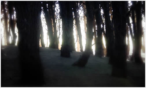 Vivero Municipal de Miramar, bosque energético