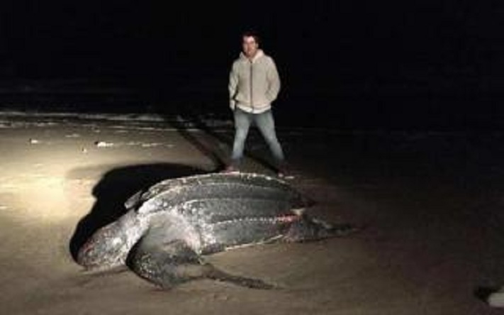 Pinamar: Apareció una tortuga marina gigante