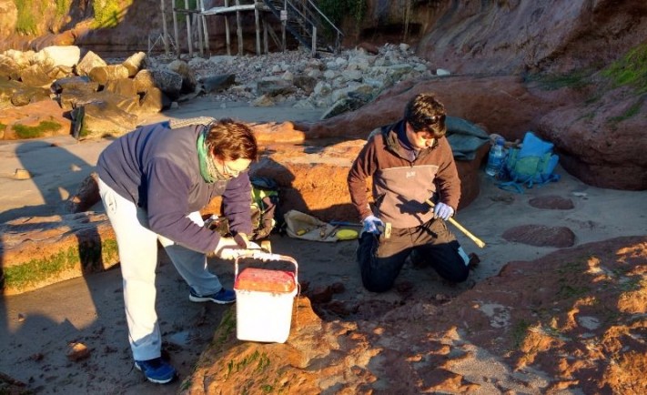 Barrancas de San Patricio: Hallan gliptodonte de 5.5 millones de años