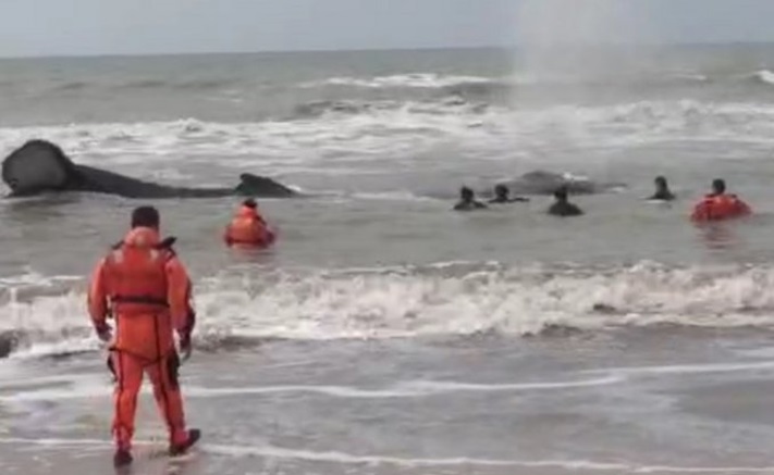 Final feliz: logran liberar a la ballena que había varado en Mar del Tuyú