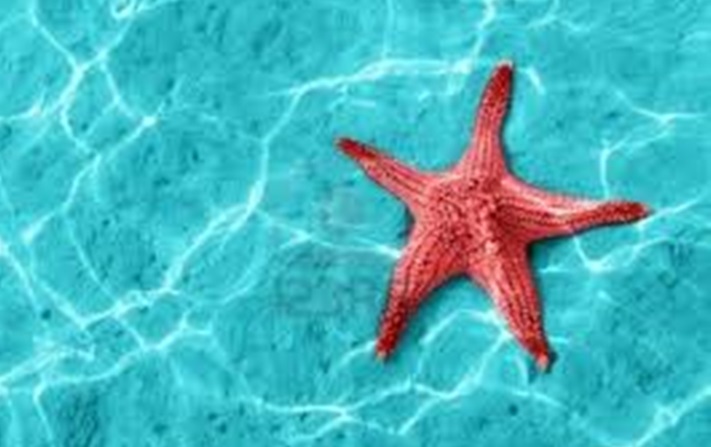 Un cuento con moraleja: Las estrellas de mar