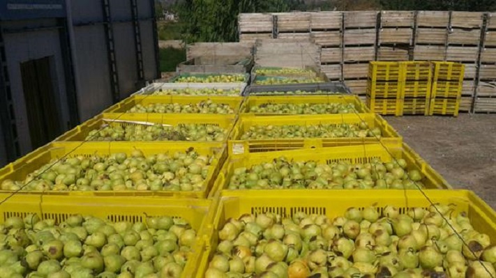 Productores regalan fruta: “Nos queda el último recurso, no queremos desaparecer”