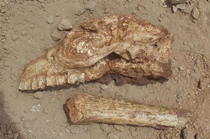 Miramar: Hallan fósiles de un animal prehistórico de 3 millones de años