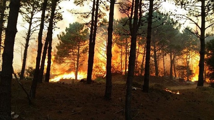 Un incendio consume los bosques de Cariló y Valeria del Mar