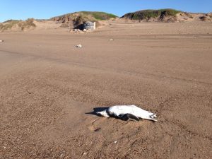 IMG-20170318-WA0003 (1)