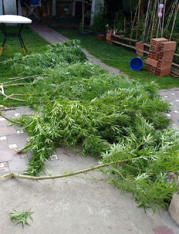 Miramar: tres sujetos fueron aprehendidos con plantas de marihuana