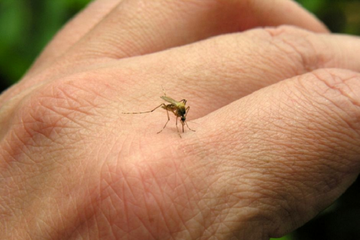 Si las temperaturas se mantienen altas, la invasión de mosquito puede continuar