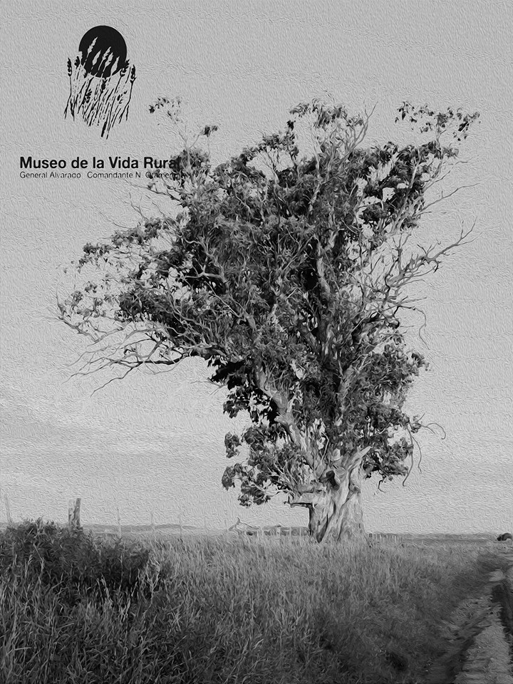 Otamendi: historia del “árbol quemado” *por Fernando Brittez