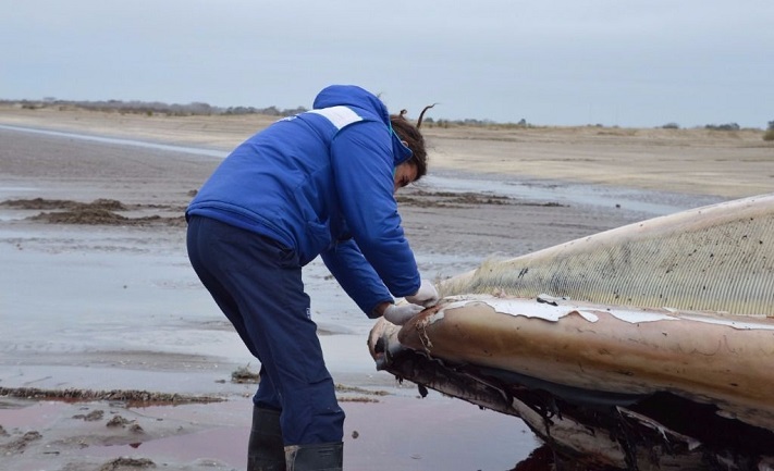 Una ballena de 16 metros apareció muerta en la costa de San Clemente