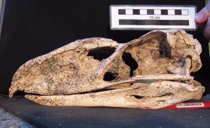 Hallan restos en Chapadmalal del ave del terror, una especie que vivió hace 5,5 millones de años