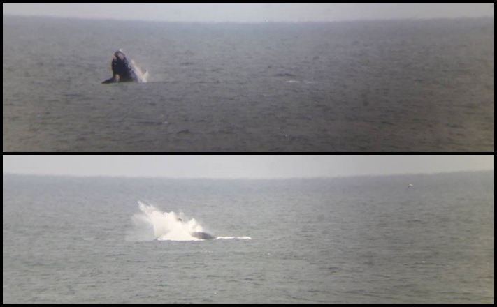 Miramar: Las ballenas dieron su espectáculo a la altura del muelle de pescadores