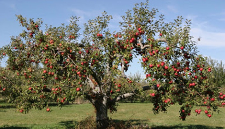 El árbol de las manzanas.