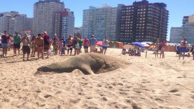 Elefantes marinos: por qué llegan a las playas y qué se debe hacer
