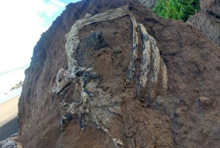 Playa Serena: encuentran un perezoso de hace 3.3 millones de años