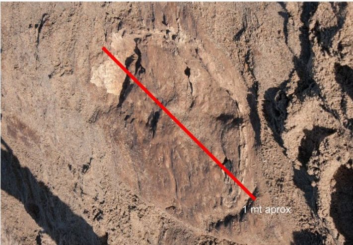 Hallaron restos de un posible Neoesclerocalytus en las playas de Chapadmalal