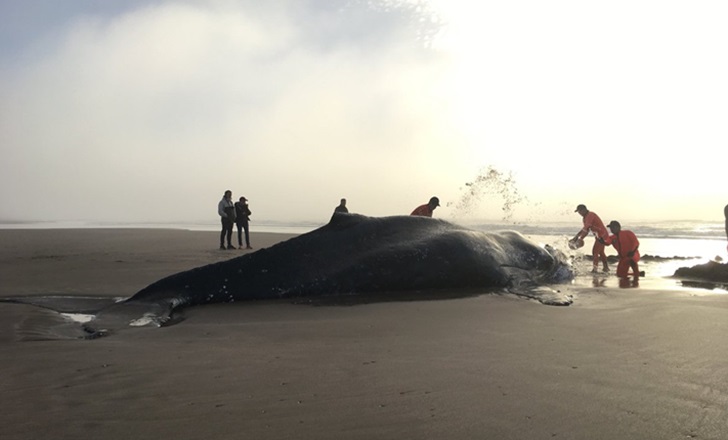 Ardua tarea para rescatar una ballena varada frente a Punta Mogotes