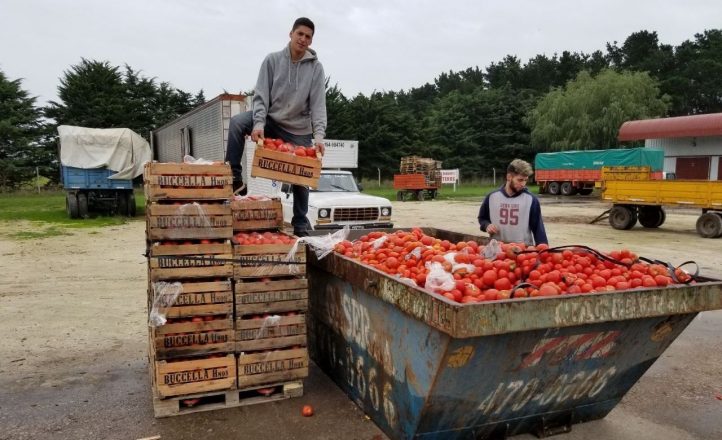 Por la caída de las ventas y la sobreoferta, productores tiran a la basura cientos de kilos de verdura