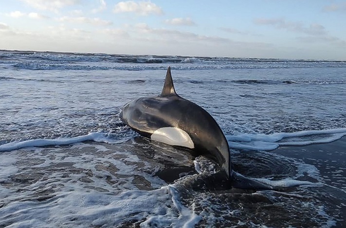 Rescatan ballenas varadas en Mar del Plata y el Partido de la Costa
