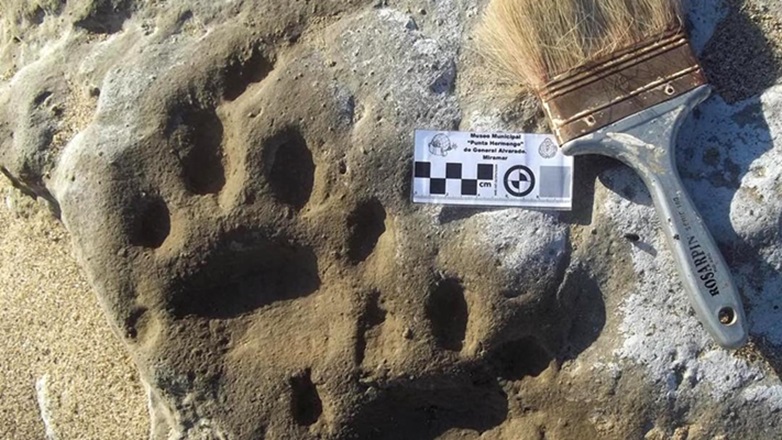 Científicos argentinos hallaron huellas fósiles de un diente de sable en Miramar