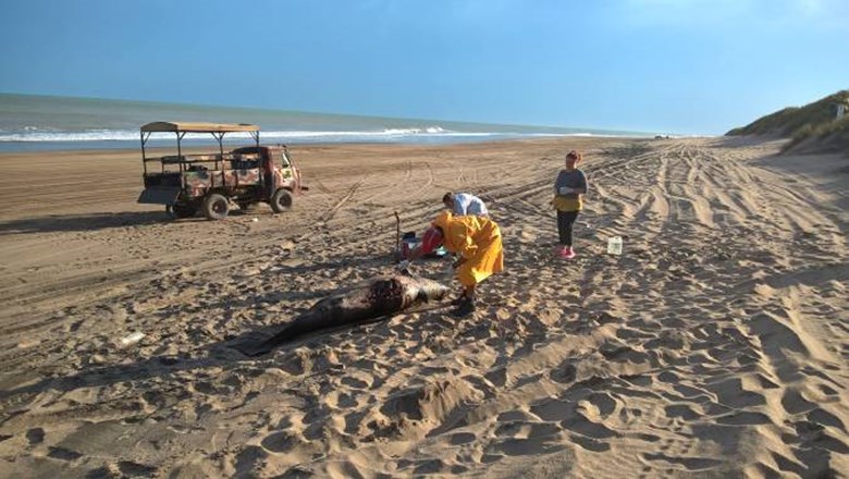 Miramar: hallazgo de una extraña especie de cetáceo