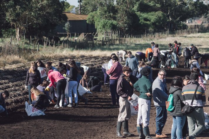 “Papa Solidaria”: 2° Campaña en la Chacra Experimental Miramar