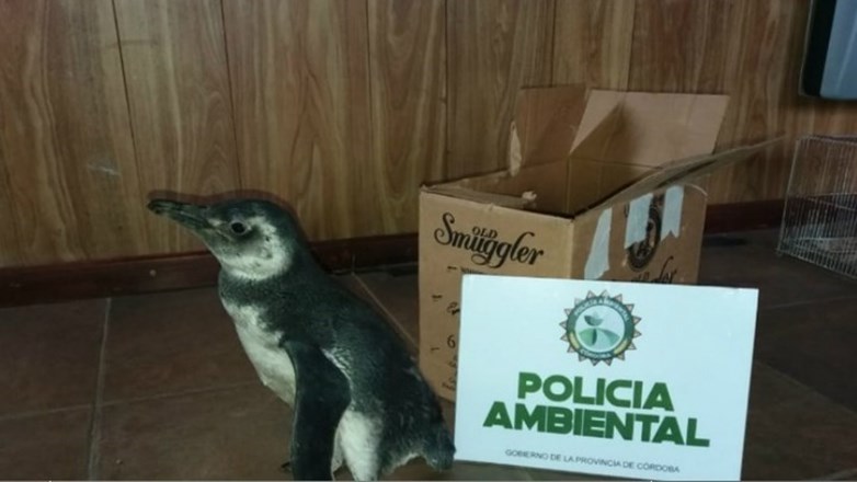 Devuelven al mar a un pingüino cautivo: lo hallaron en Miramar y se lo había llevado a Córdoba