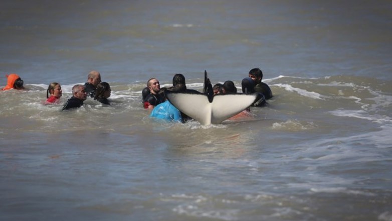 Mar Chiquita: terminó el rescate: seis orcas fueron salvadas y una murió