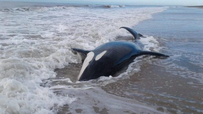 Mar Chiquita: aparecieron siete orcas varadas en La Caleta