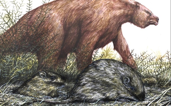 Hallazgo histórico en Miramar: rescataron una rata espinosa fósil de más de 400 mil años de antigüedad