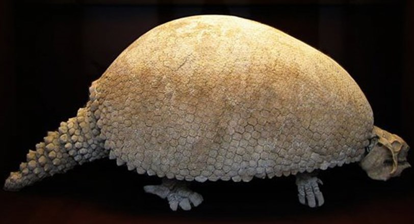 Encontraron restos fósiles de un gliptodonte en una playa de Mar del Plata