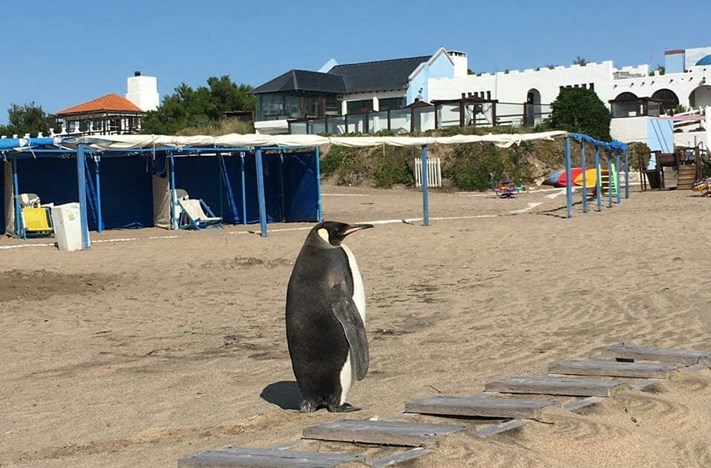 Nota Infobae: Un pingüino salió del mar y sorprendió a todos en un balneario de Miramar