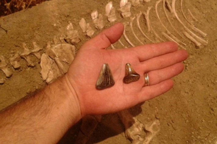 Hallazgo en Miramar: descubren fósiles de un tiburón blanco de unos 10 mil años