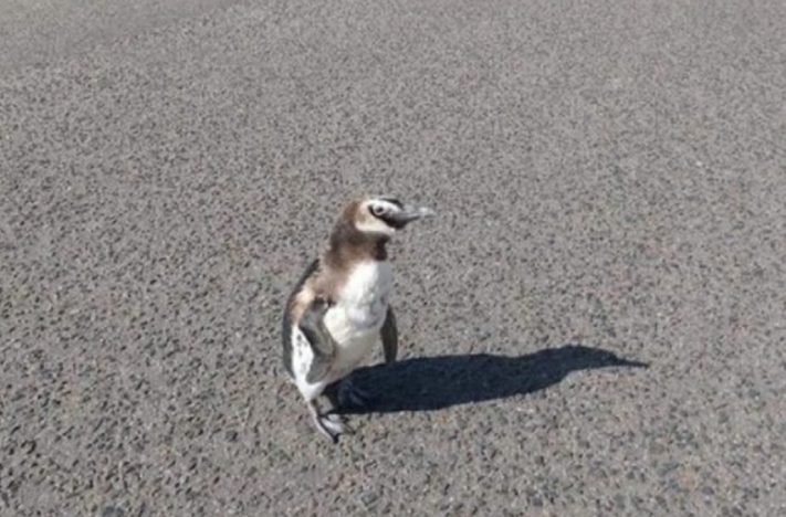 Un pingüino rompió la cuarentena y caminó por el costanera de Miramar