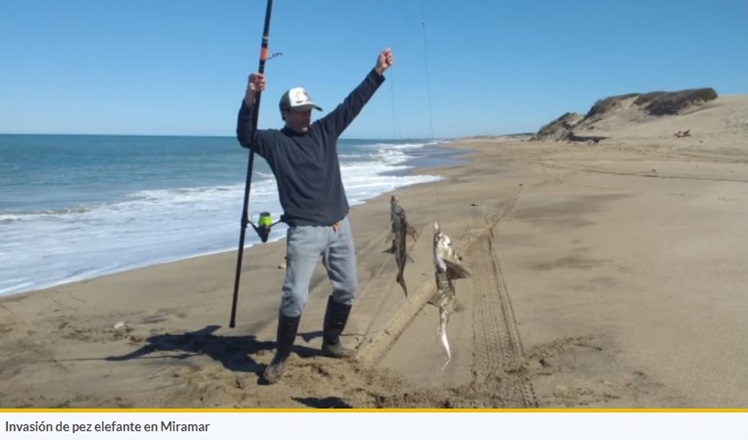 Pesca: invasión de pez elefante en Miramar