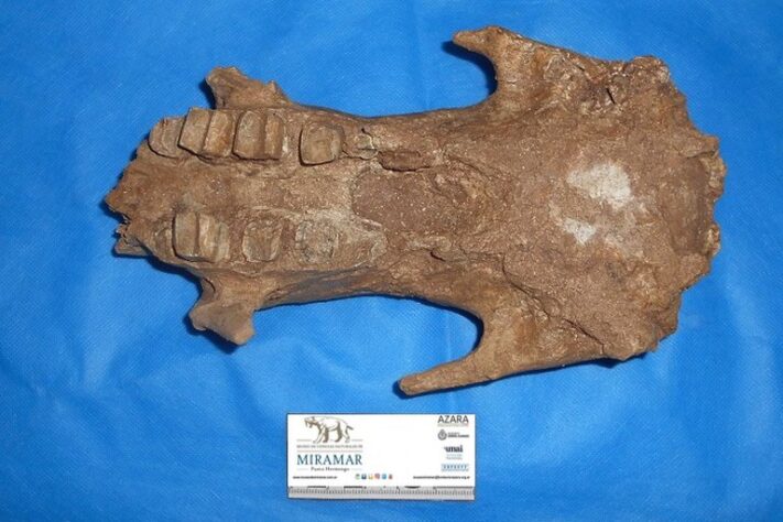 Investigadores descubren el fósil de megaterio más antiguo de Argentina cerca de Miramar