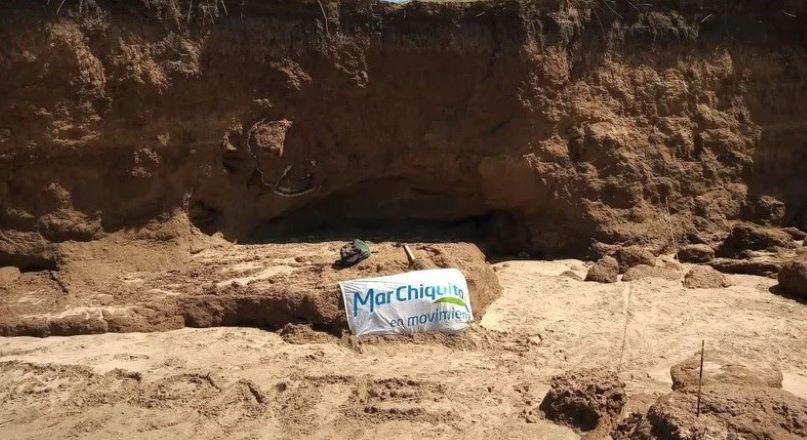 Encuentran en Mar Chiquita un caparazón de Gliptodonte
