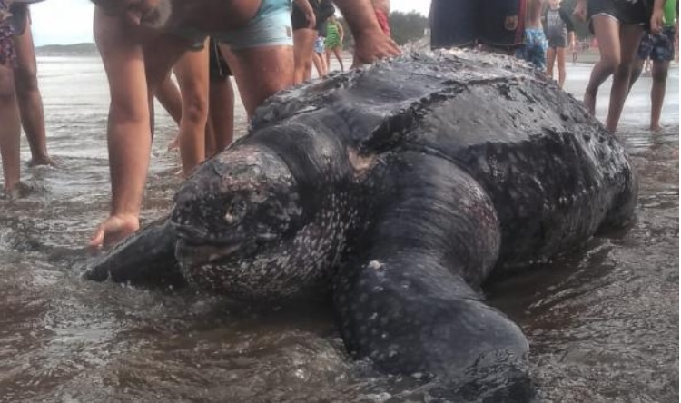 Mar de Ajó: apareció una tortuga gigante en la playa