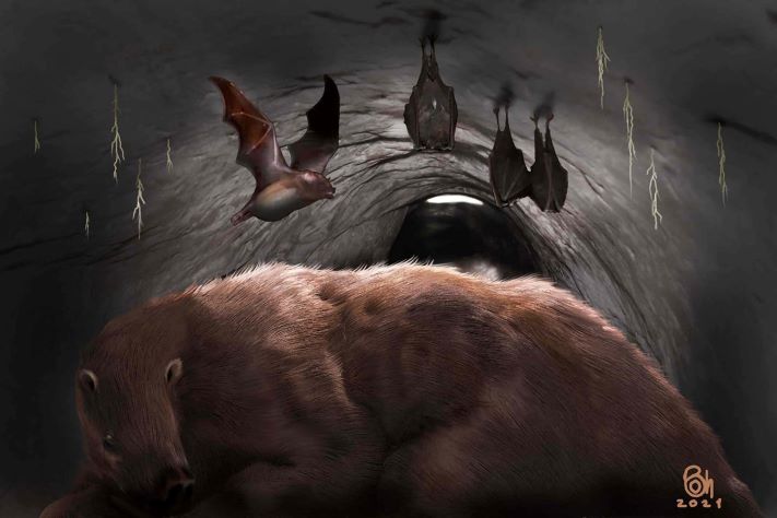 Estudian un fósil de un vampiro gigante de 100 mil años cerca de Mar del Sud