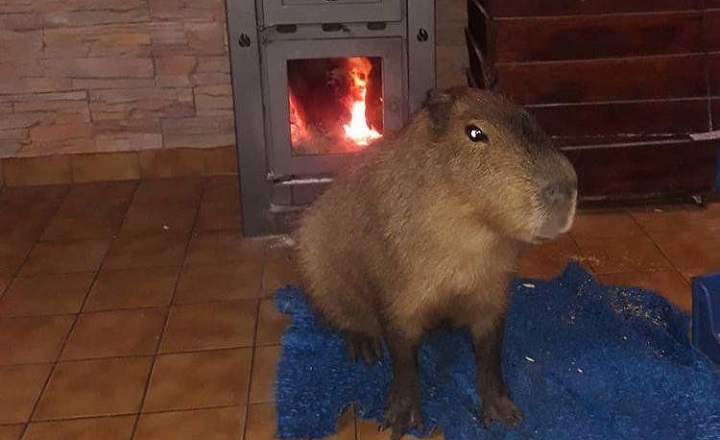 El carpincho de Mar del Sur que es un integrante más de la familia