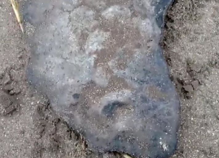 Hallaron restos fósiles de un gliptodonte en Nueva Atlantis