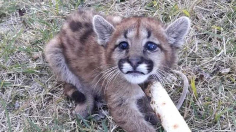 Sorpresa en Necochea por la aparición de un puma en plena calle